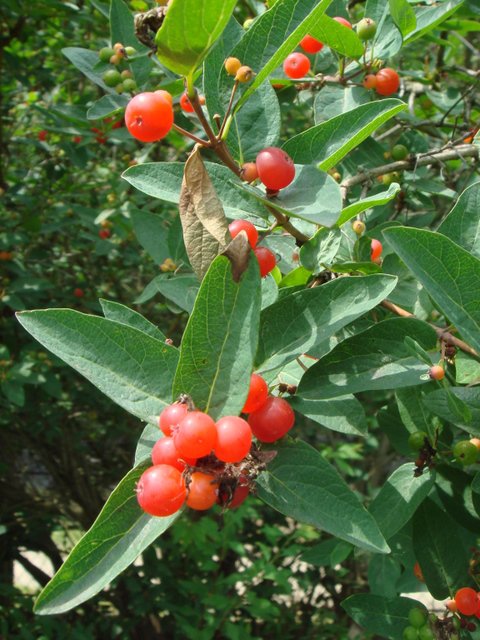 Lonicera tatarica 'Hack's Red' fruits